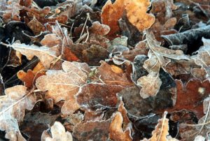  Erster Frost 