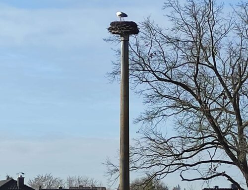 Der erste Storch ist da!