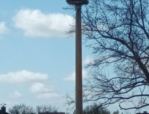 Jetzt aber: Der Storch ist wieder da!